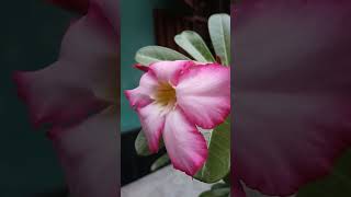 Kotobaro vebechinuviralvideo rabindrasangeet flowers adenium [upl. by Gerger]