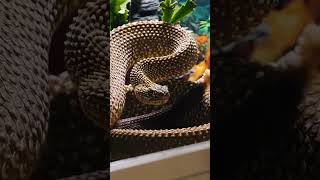 Serpents les plus Dangereux 🐍⚠️ animaux shorts video [upl. by Nnyl]