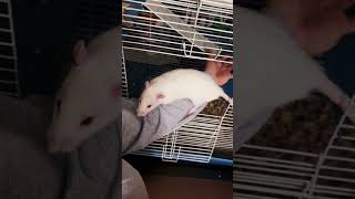 My pet Sprague Dawley ratties rats ratties SpragueDawley [upl. by Nohsauq983]