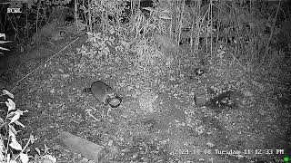 Hampstead Wildlife Stream [upl. by Mather]