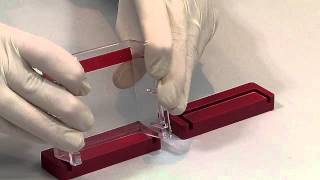 How To Cast And Run An Agarose Gel in The Multi Sub Mini Electrophoresis System [upl. by Oranneg799]