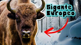 Bisonte Europeo  Documental de Animales [upl. by Marelya977]