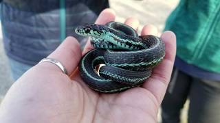 Species spotlight Garter Snakes [upl. by Neelhsa]