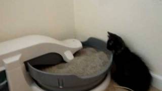 Kitten fighting with the litter box [upl. by Igig]