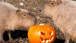 🎃 Do capybaras like pumpkins 🎃 [upl. by Okeim65]