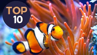 10 clownfish we keep at the studio [upl. by Camellia]