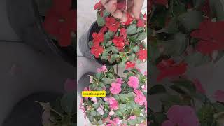 Impatiens best winter flowering plant for small pot and hanging basket youtube gardening video [upl. by Aivax]