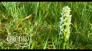 Orchid Hunter  092  Weston Fen 23rd June 2021 [upl. by Attennyl]