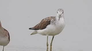 Common Greenshank call [upl. by Roldan]