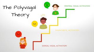 What is the Polyvagal Theory [upl. by Noseyt]