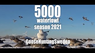 5000 waterfowl Season  2021  GooseHuntingSweden [upl. by Sonahpets606]