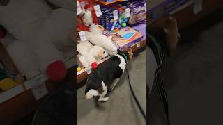 He went to petsmart puppy beagle funny dog dogs puppies cute wholesome viral [upl. by Yroggerg652]