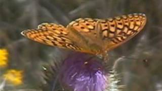 Spectacular Butterflies Animated Slideshow V00524a [upl. by Nadaba]