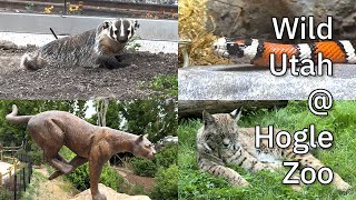 Wild Utah at Hogle Zoo [upl. by Nibaj435]