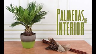 8 MEJORES PALMERAS PARA EL HOGAR 🌴 Guía de Cuidados de las Palmeras de Interior [upl. by Nirag275]