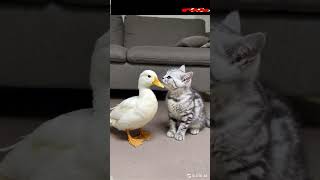 Deux amis adorable un chat et un canard chat chaton mignon drole [upl. by Ahsilef252]