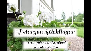 Hur du tar pelargon sticklingar på enklaste sätt snickargladjen [upl. by Nelle]