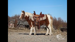 Ervin Miller  4yr 35quot Pony Mare  Sells Nov 23 Billings Livestock Horse Sale [upl. by Cole]