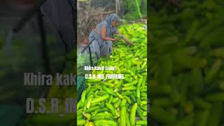 quotFarm Fresh Khira Kakdi Sold at Delhi Ghazipur Market  DSR IND FARMINGquotdsrindagro shorts [upl. by Rida]