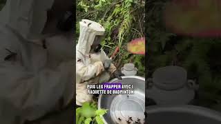 Comment Attraper les Abeilles dans les Forêts pour Extraire le Miel shorts abeille miel [upl. by Eillam]