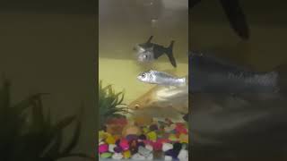 My fish tank Tamil Gaming subscribe my channel guys [upl. by Branca501]