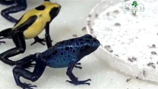 SEE AND BUY Dendrobates tinctorius citronella and azureus Dendrobates auratus [upl. by Lathan]