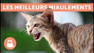 Meilleures VIDÉOS de CHAT QUI MIAULENT🐱🐾 Chat qui MIAULE en colère heureux et drôle [upl. by Anna975]