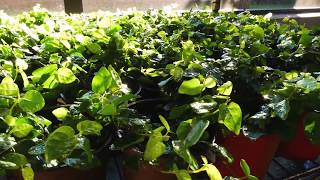 New Plants Arrived Creeping Fig Vine  Ficus Pumila [upl. by Nuahc]