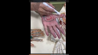 Arteries of upper limb and superficial and deep palmar arches [upl. by Kirch]