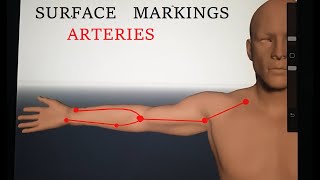 Surface Anatomy of Upper Limb  Surface Marking of Axillary Brachial Radial and Ulnar Arteries [upl. by Nahtannhoj]