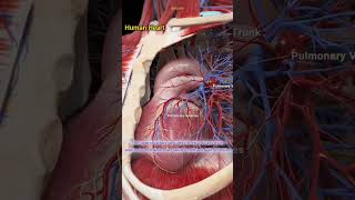 Human Heart  anatomy of heart  Structure and function of heart  Biology [upl. by Ysset]