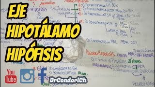 FISIOLOGIA Eje hipotalamoHipofisis [upl. by Rimahs368]