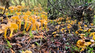 CANTHARELLUS LUTESCENS  ANGULA DE MONTE ESPECTÁCULO😃💣 [upl. by Attelra]