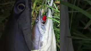 Amazing fishing Wallago Attu fish catch patan fish casting funshort [upl. by Gere]