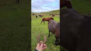 Is This Your Horseshoe  🇮🇸 🐴 iceland horses [upl. by Jacquette481]