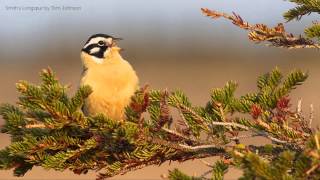 Smiths Longspur Song [upl. by Doownil]