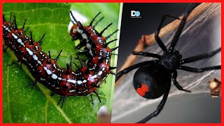 Los 5 INSECTOS más LETALES del Mundo  Si ves el 2 En Tu Casa ¡No lo aplastes [upl. by Carder]