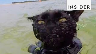 Cat Cant Get Enough Of Swimming At The Beach [upl. by Dyana]