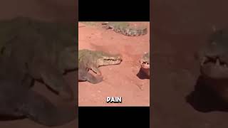 Alligator Loses Arm in Shocking Feeding Frenzy animals love shorts [upl. by Chap]