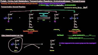 Protein  Amino Acid Metabolism Part 3 of 8  Transamination Reactions and Aminotransferases [upl. by Odlavso30]