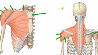 Deltoid muscle [upl. by Ettennahs775]