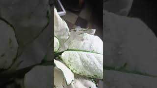 Aglaonema super white aglaonema aglaonemaplant aglaonemavarieties aglaonemalovers shortvideo [upl. by Ahserak]