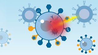 HLAs and Their Role in Stem Cell Transplantation [upl. by Kirven]