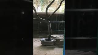 Snake trichur zoo [upl. by Licastro]