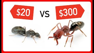 20 vs 300 Queen Ant [upl. by Afinom]