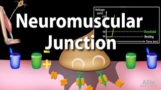 Neuromuscular Junction Animation [upl. by Irem959]