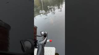 Shorts fight Big scale Carp fishhobo shorts viral [upl. by Brittany]