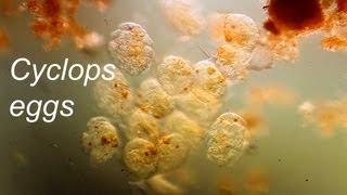 Copepod eggs [upl. by Leinto]