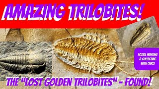 Amazing Trilobites The Lost Golden Trilobites Found Fossil Hunting and Fossil Collecting wChris [upl. by Tenn173]