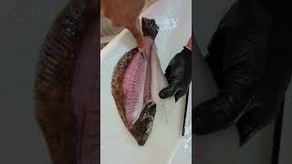 Filleting Two Halibut in Two Minutes and 12 seconds [upl. by Ewell]